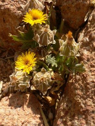 Blume
