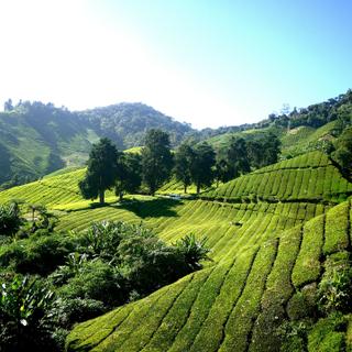 Teeplantage in den Cameron Highlands