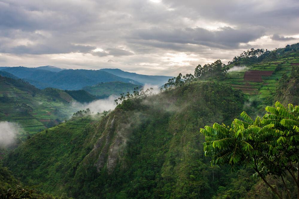 Bwindi Impenetrable Forest Nationalpark 