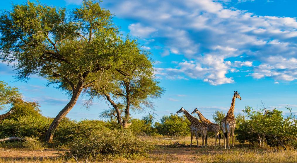 Giraffen bei einer Südafrika Gruppenreise durch den Krüger Nationalpark