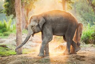 Elefant im Nationalpark
