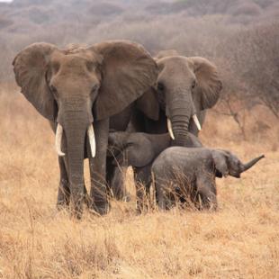 Elefantenfamilie mit zwei Kälbern.