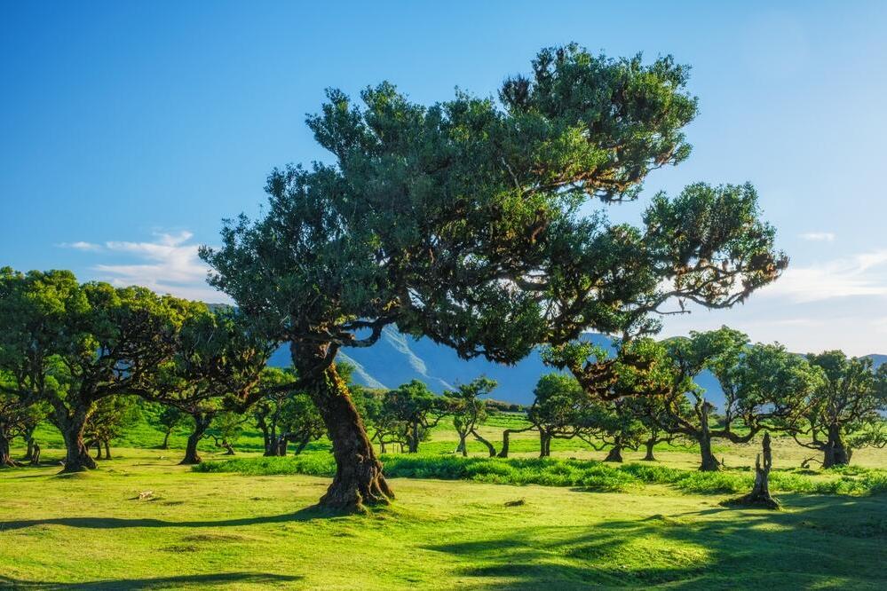 Landschaft im Laurisilva-Wald