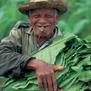 Tabakbauer in Pinar del Rio