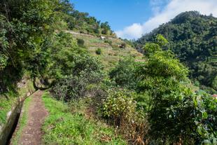 Levada das Mimosas