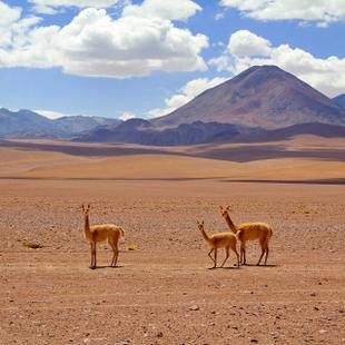 Chile: Vikunjas in der Atacama-Wüste