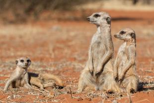 Kalahari 
