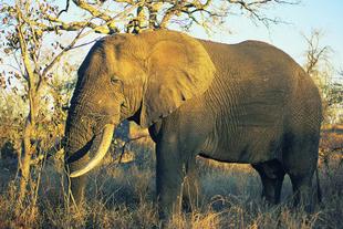 Elefant im Kruegerpark 