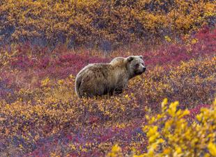 Graubär im Denali-Nationalpark
