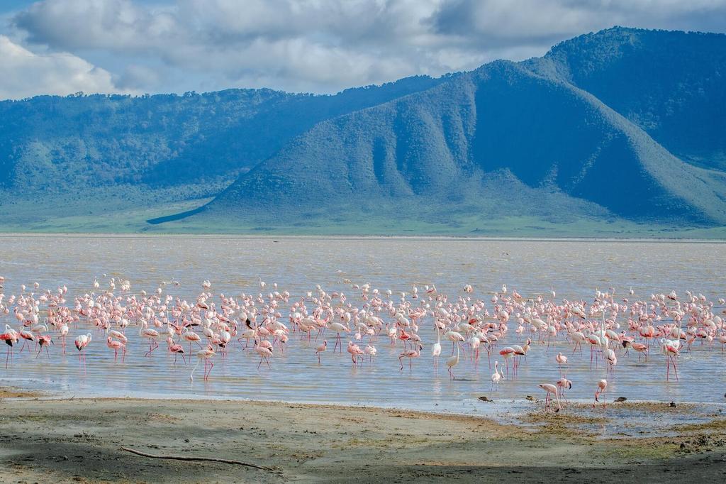 Flamingos im Wasser
