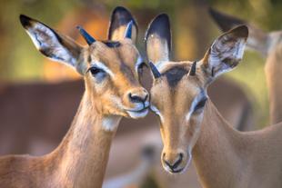 Impalas im Serengeti Nationalpark