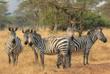Zebras im Lake Mburo Nationalpark 