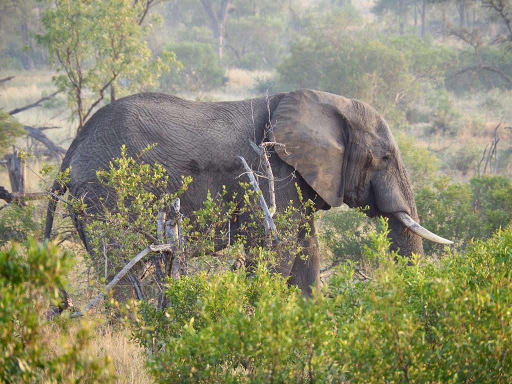 Elefant im Krüger-Nationalpark
