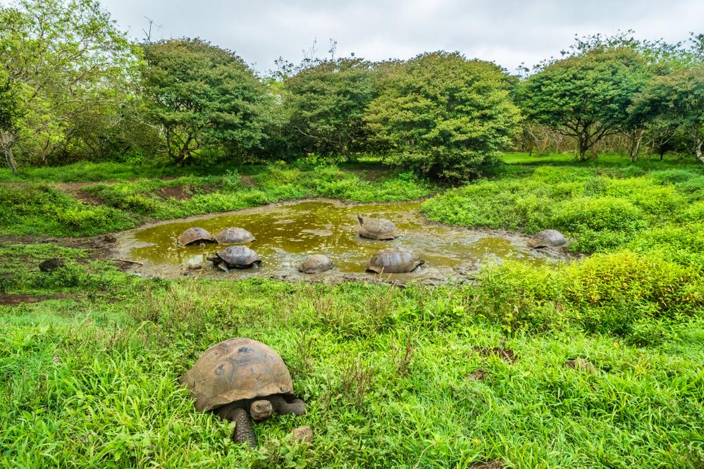 Schildkrötenfarm