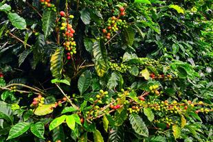 Kaffeepflanze in Boquete