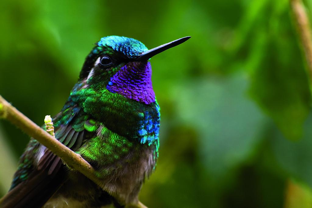 Kolibri 
