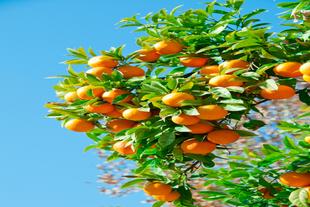 Orangenbaum
