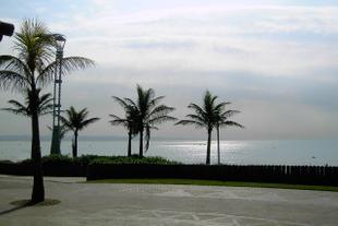 Palmen am Strand von Kapstadt