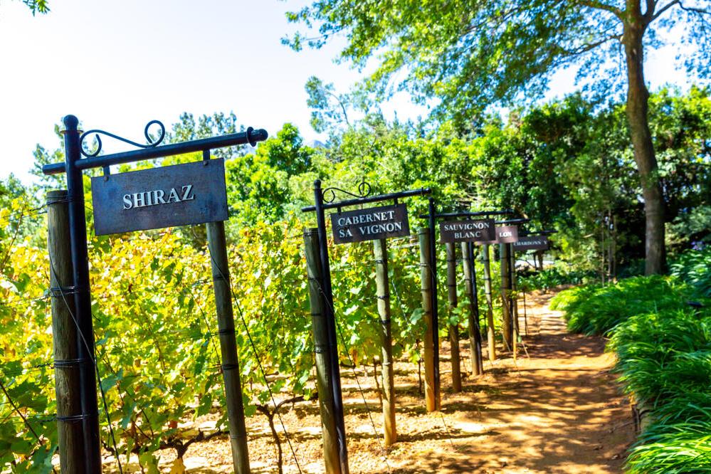 Weinsorten in Franschoek