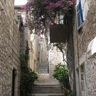 Lavendel in Hvar