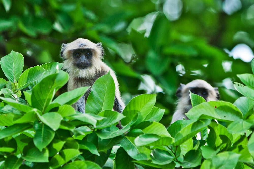 Gray Langur im Bandhavgarh Nationalpark