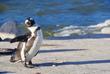 Pinguin am Boulders Beach