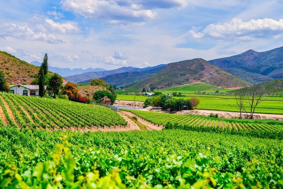 Wine Valley in Robertson