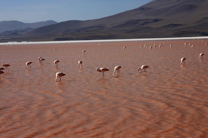 Flamingos in der Laguna Colorada