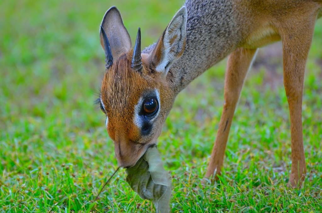 Dikdik - Afrikanische Zwergantilopen zu Besuch in der Lodge