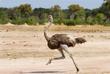 Strauß im Hwange-Nationalpark
