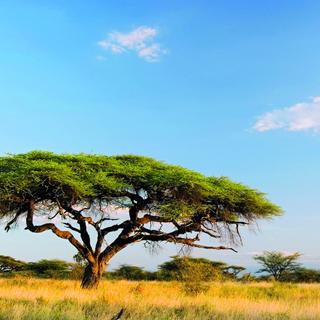 Landschaft in Kenia