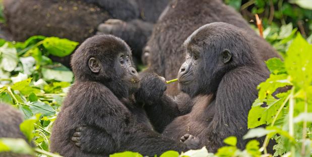 Gorillas im Bwindi Forest