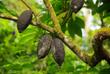 Kakaofrüchte an einem Baum
