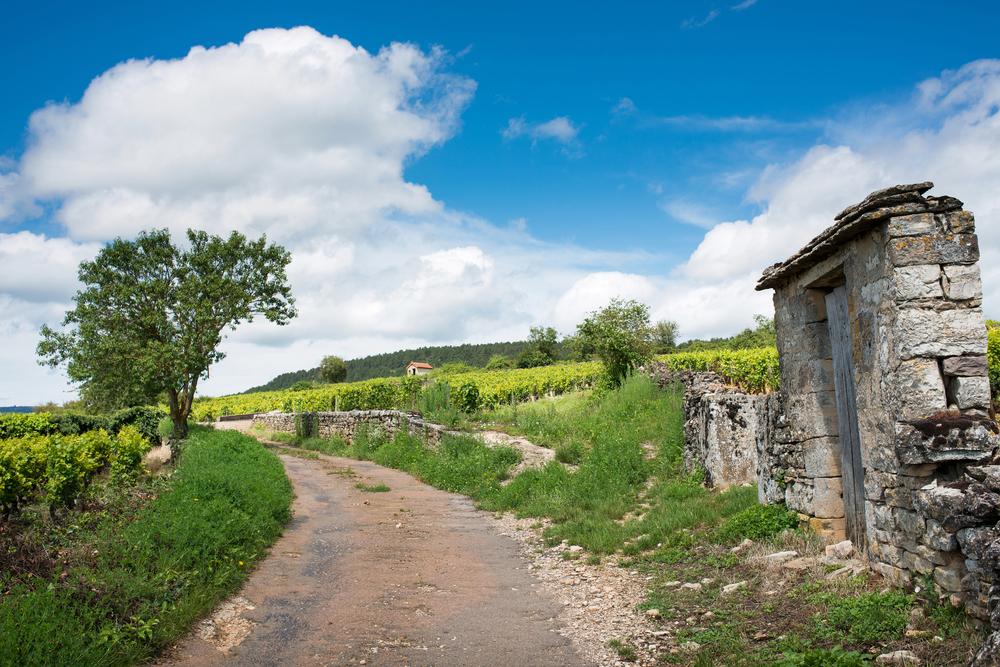 Weinberge im Burgund