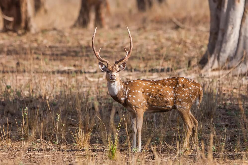 Hirsch im Bandhavgarh Nationalpark 