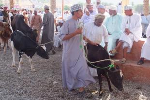 Viehmarkt in Nizwa