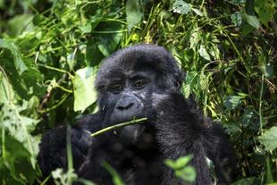 Gorilla im Bwindi Forest 