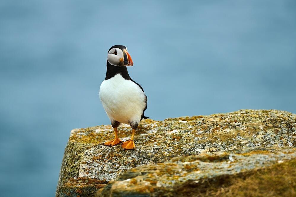 Papageitaucher in Elliston 