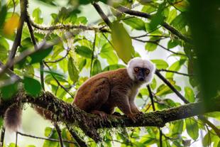Lemur im Regenwald