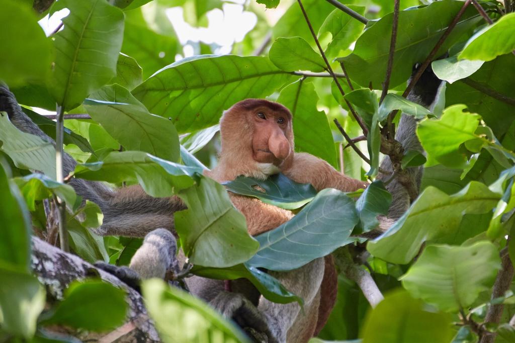 Nasenaffe im Bako-Nationalpark