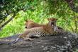 Yala-Nationalpark