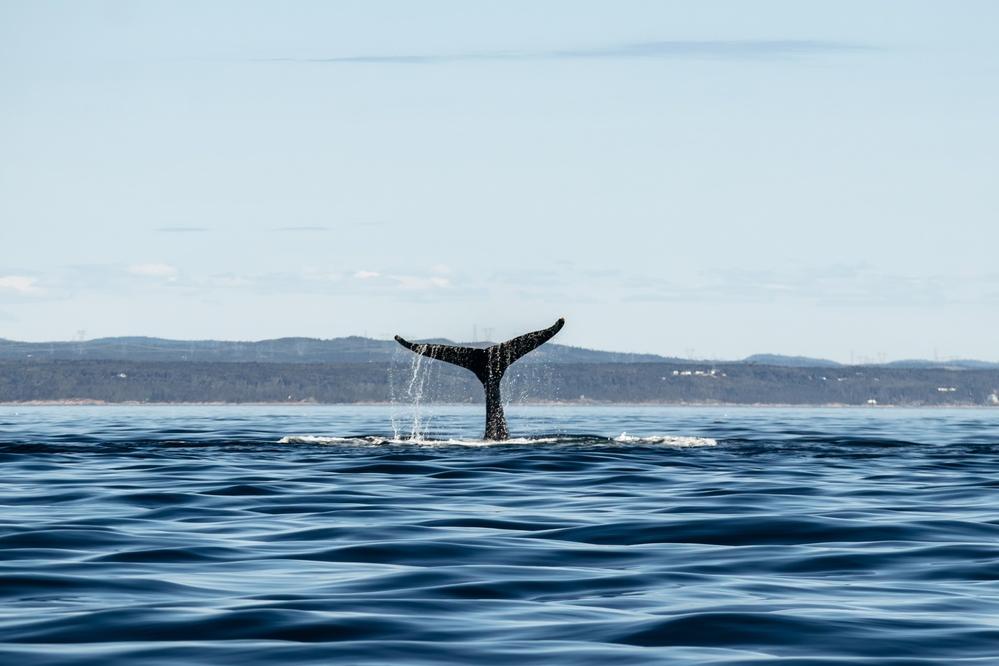 Wal in Tadoussac