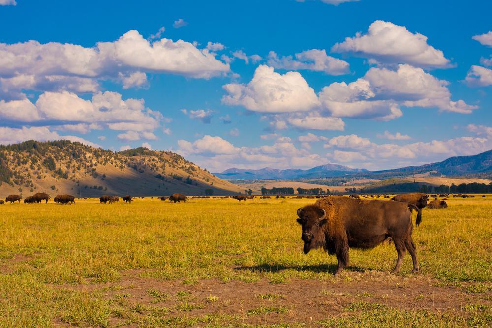 Bison im Teton Nationalpark