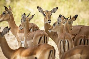 Impalas im Liwonde Nationalpark