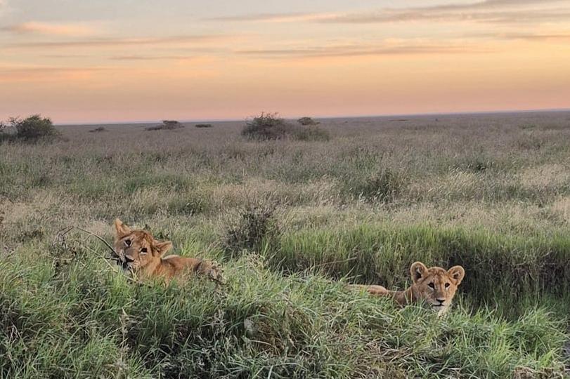 Safari Erlebnis mit Löwen