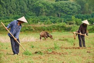 Chinesen bei der Farmarbeit
