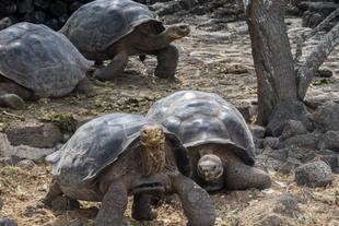 Riesenschildkröten