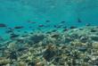 Korallenriff im Coiba Nationalpark