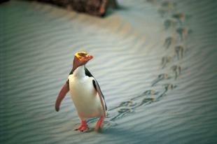 Pinguine in Dunedin 