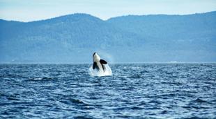 Wal vor Vancouver Island 